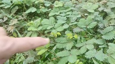 Mimosa pudica - Putri Malu Dokunulduğunda içe doğru katlıyor ve sarkıyor.