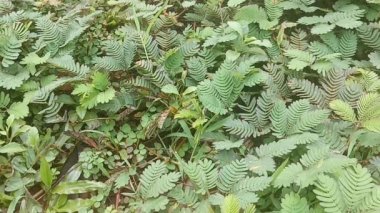 Putri Malu bitkisinin bileşik yapraklarına bir parmakla dokunulduğunda, yapraklar katlanmaya başlar. Dokunma bana - Mimosa pudica