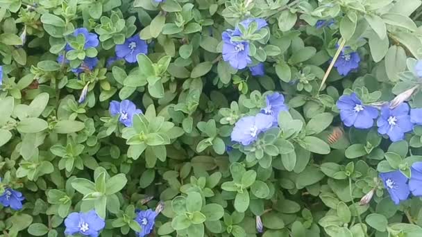 Niebieskie Oczy Kwiat Łóżko Nemophila — Wideo stockowe
