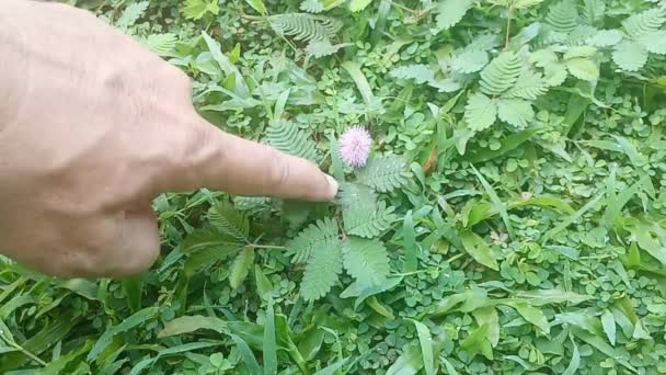 Mimosa Pudica Putri Malu Las Hojas Pliegan Hacia Adentro Caen — Vídeos de Stock