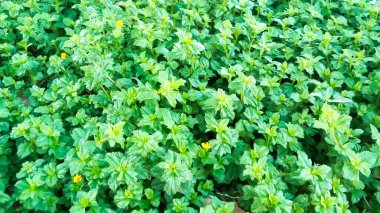 Marjoram bitkilerinden oluşan bir yatak. Origanum majorana Oregano tadında ama tatlı ve yumuşak..