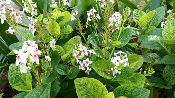 Pseuderanthemum Reticulatum Japanse Jasmijn — Stockvideo