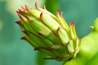 Ejderha meyve çiçeği, çiçek ve meyve üreten bir kaktüs. Genç çiçek tomurcukları yeşil kaktüs dallarında görünmeye başladı. Süper kırmızı tip Kızıl Ejder meyvesi. Makro 'ya yakın çekim..
