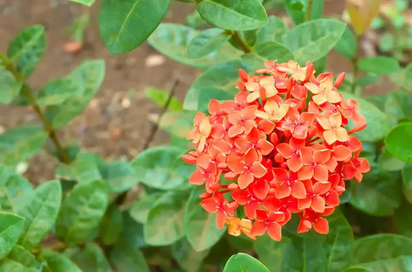 Güzel kırmızı başak çiçeği. Kral Ixora çiçek açıyor (Ixora chinensis). Rubiaceae çiçekleri. Ixora çiçeği. Bahçedeki Ixora kakusinea çiçeği. Orman alevi - Orman sardunyası - Asoka