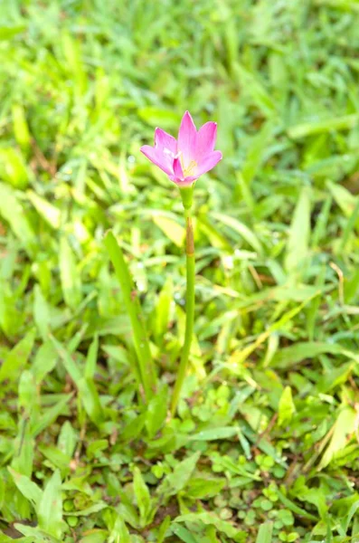 Zephyranthes Zambağı, Yağmur Zambağı, Peri Zambağı, Küçük Cadı Yağmur büyüdükten sonra çimenlerin arasında.