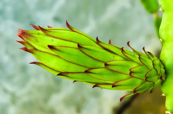 Ejderha meyve çiçeği, çiçek ve meyve üreten bir kaktüs. Genç çiçek tomurcukları yeşil kaktüs dallarında görünmeye başladı. Kırmızı Ejder Meyvesinin Süper Kırmızı Tipi.