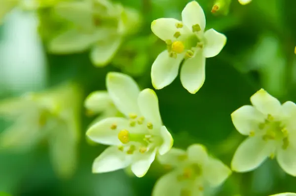 Murraya paniklemiş, portakallı yasemin, portakallı yasemin, porselen kutu ya da portakal çiçeği olarak bilinir. Makro