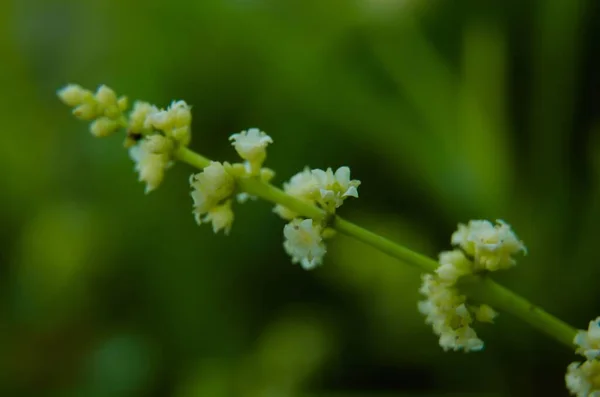 Zodia (Euodia sauveolens), Papua kökenli bir Endonezya bitkisidir. Yapraklar yeşil ve kokulu, ama sivrisinekler tarafından sevilmiyorlar. Makro Zodia Çiçekleri.