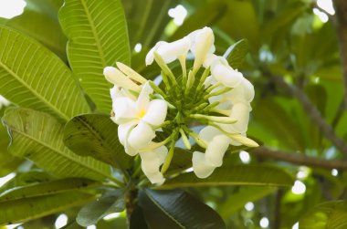 Beyaz Semboja, Plumeria familyasından bir bitki türü. Kamboja, Frangipani