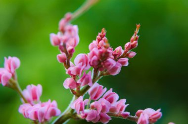 Mercan Vine 'ın Macro Fotoğrafı veya Leptopus Antigonon Çiçeği veya Meksika sarmaşığı veya Montana Pembe Gülü. Hava Mata Pengantin