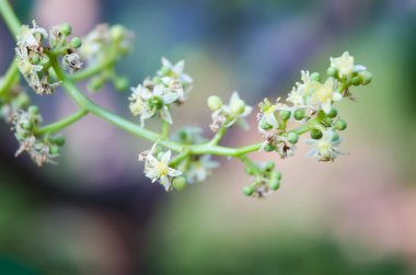 Dimocarpus Longan çiçeğinin Macro Fotoğrafı (İngilizce: Macro Photo of the Dimocarpus longan), yenebilir meyve üreten bir tropikal ağaç türüdür..