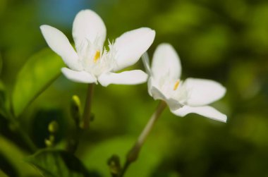 Antidizanteri Wrightia 'nın Macro fotoğrafı. Güzel beyaz bilek çiçekleri. Beyaz Melek çiçeği olarak da bilinir..