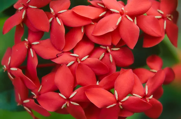 Kırmızı başak çiçeğinin Macro fotoğrafı. Kral Ixora çiçek açıyor (Ixora chinensis). Rubiaceae çiçekleri. Ixora çiçeği. Bahçedeki Ixora kakusinea çiçeği. Orman alevi - Orman sardunyası - Ashoka