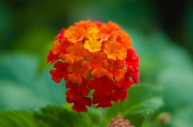Bahçede yetişen güzel lantana çiçeklerinin seçici odağı. Lantana çiçeğinin Macro fotoğrafı.