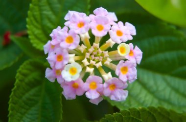 Bahçede yetişen güzel lantana çiçeklerinin seçici odağı. Lantana çiçeğinin Macro fotoğrafı.