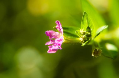 Güzel, taze, mor, hipofiz çiçeğinin Macro Fotoğrafı. Ayrıca sahte kenevir olarak da bilinir.