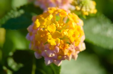 Bahçede yetişen güzel lantana çiçeklerinin seçici odağı. Lantana çiçeğinin Macro fotoğrafı.