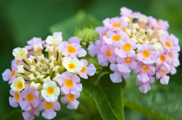 Bahçede yetişen güzel lantana çiçeklerinin seçici odağı. Lantana çiçeğinin Macro fotoğrafı.