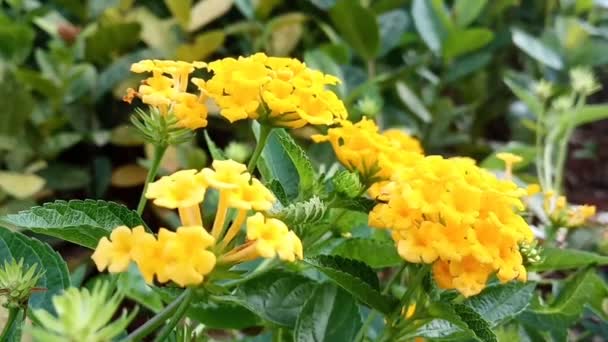 Hermosas Flores Lantana Creciendo Jardín Balanceándose Viento — Vídeo de stock