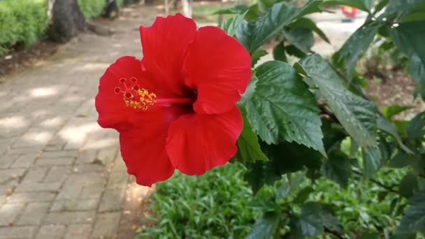Hibisco Rojo Crece Abundantemente Jardín Balanceándose Viento — Vídeo de stock
