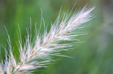 Makro fotoğraf. Beyaz kogon otu, Japon kan otu, kunai otu, yabani otlar, saman otları.