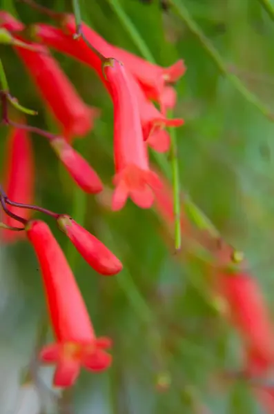 Kızıl Russelia equisetiforis, Fıskiye, fişek, mercan bitkisi, mercan çeşmesi, mercan veya çeşmesi, Plantaginaceae familyasından bir bitki türüdür..
