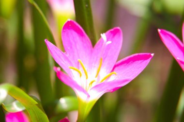 Pembe yağmurlu zambak, pembe zambak, pembe zambak ve pembe sihirli zambak, Zephyranthes ve Habranthus cinslerine ait çiçekli bitkilerin yaygın isimleridir.