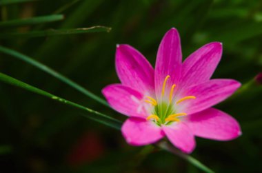 Pembe yağmurlu zambak, pembe zambak, pembe zambak ve pembe sihirli zambak, Zephyranthes ve Habranthus cinslerine ait çiçekli bitkilerin yaygın isimleridir.