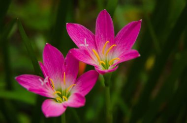 Pembe yağmurlu zambak, pembe zambak, pembe zambak ve pembe sihirli zambak, Zephyranthes ve Habranthus cinslerine ait çiçekli bitkilerin yaygın isimleridir.