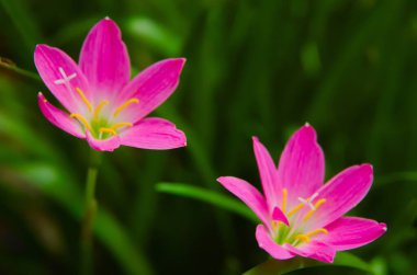 Pembe yağmurlu zambak, pembe zambak, pembe zambak ve pembe sihirli zambak, Zephyranthes ve Habranthus cinslerine ait çiçekli bitkilerin yaygın isimleridir.