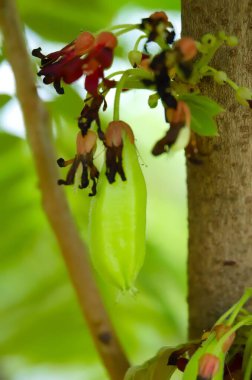 Bilimbi, Bilimbing, salatalık ağaç, ağaç kuzukulağı (Averrhoa bilimbi yeşil meyvesi)