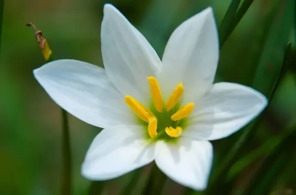 White rain lily, pink fairy lily, white zephyr lily, and white magic lily are the common names of several species of flowering plants belonging to the genera Zephyranthes and Habranthus