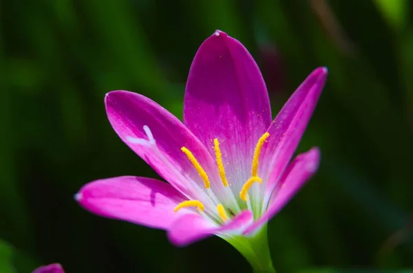 Pink rain lily, pink fairy lily, pink zephyr lily, and pink magic lily are the common names of several species of flowering plants belonging to the genera Zephyranthes and Habranthus