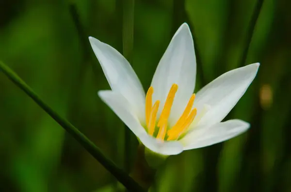 White rain lily, pink fairy lily, white zephyr lily, and white magic lily are the common names of several species of flowering plants belonging to the genera Zephyranthes and Habranthus