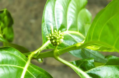 Morinda Citrifolia, C ve selenyum içerdiği için yaygın olarak yenen ve ilaç olarak kullanılan bir meyve türüdür.