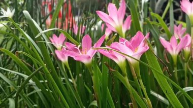 Rüzgarda sallanan zambak, peri zambağı, zambak ve sihirli zambak, Zephyranthes ve Habranthus cinslerine ait çiçekli bitkilerin yaygın isimleridir.