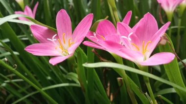 Rüzgarda sallanan zambak, peri zambağı, zambak ve sihirli zambak, Zephyranthes ve Habranthus cinslerine ait çiçekli bitkilerin yaygın isimleridir.