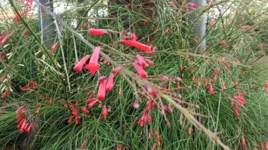 Russelia equisetiforis çiçekleri rüzgarda salınan, Plantaginaceae familyasından bir çiçek türü olan Fountainbush, Firecracker Plant, Coral Plant, Coral Fountain, Coralblow veya Fountain Plantaginaceae familyasına ait bir çiçektir.