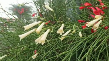 Russelia equisetiforis çiçekleri rüzgarda salınan, Plantaginaceae familyasından bir çiçek türü olan Fountainbush, Firecracker Plant, Coral Plant, Coral Fountain, Coralblow veya Fountain Plantaginaceae familyasına ait bir çiçektir.