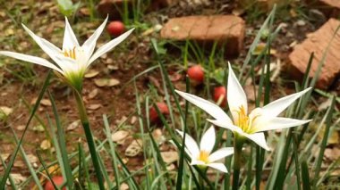 Rüzgarda sallanan zambak, peri zambağı, zambak ve sihirli zambak, Zephyranthes ve Habranthus cinslerine ait çiçekli bitkilerin yaygın isimleridir.
