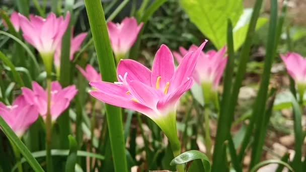 Rain Lily Swaying Wind Fairy Lily Zephyr Lily Magic Lily — Stock Video