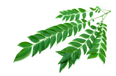 Hint ve Sri Lanka Kaloupil, köri ağacı, lakaplandırma Murraya koenigii (L.) Sprengel, dokuz tütsü familyasından (Rutaceae) bir ağaçtır.).