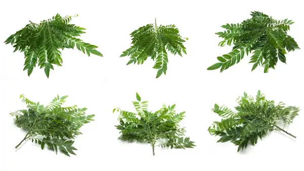 Hint ve Sri Lanka Kaloupil, köri ağacı, lakaplandırma Murraya koenigii (L.) Sprengel, dokuz tütsü familyasından (Rutaceae) bir ağaçtır.).