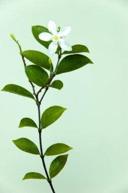 Antidizanteri Wrightia 'nın yakın plan fotoğrafı. Güzel beyaz bilek çiçekleri. Beyaz Melek çiçeği olarak da bilinir..