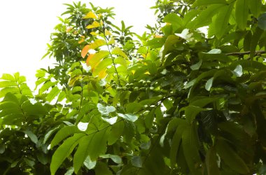 Matoa yaprakları ve meyve, yaygın olarak yetişen tipik bir Papuan meyve bitkisi. Pometia pinnata