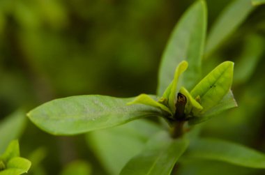 Kalan kök kesimlerinden çıkan yeni yaprakların makro fotoğrafı