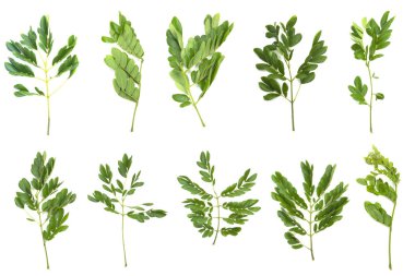 Samanea Saman gidiyor. Su deposu olan yağmur ağacı.