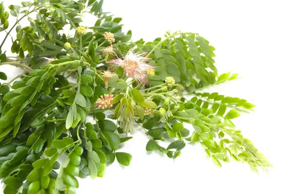 Samanea Saman yaprakları ve pembe renkli çiçekler. Su deposu olan yağmur ağacı