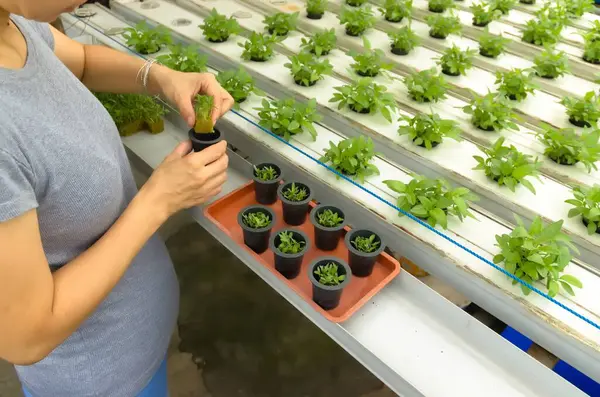 Asyalı bir kadının, su bazlı bir hidrofonik çiftlikte topraksız bir saksıya bebek ıspanağı koyduğu fotoğraf..