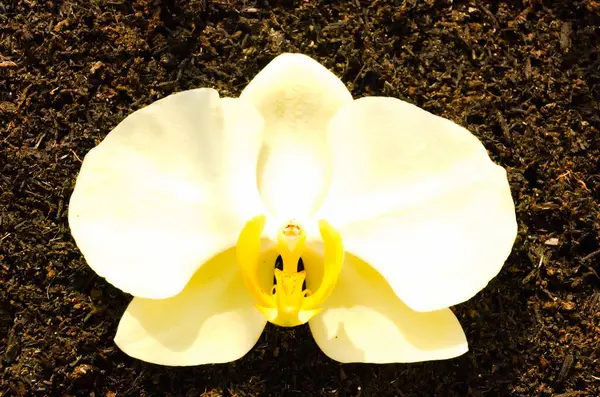 stock image Macro photo of yellow orchid flowers on the ground.